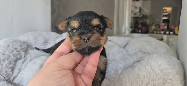 Yorkshire terrier - Lamborghini Diablo