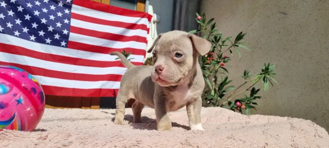 American Bully - Pocket - Zafír