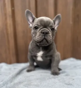 Francuski buldog - Richie