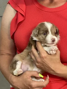 Border Collie - Snickers/ Chocolate Sable Merle Szuka