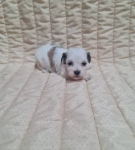 Havanese - Tara