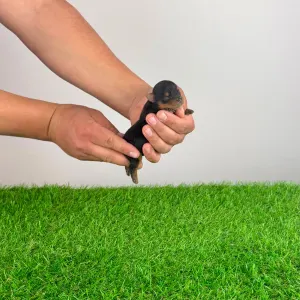 Yorkshire Terrier - Wickie