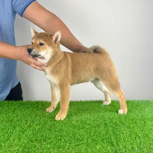 Shiba - Icon