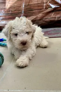 Lagotto Romagnolo - Sally Scull