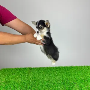 Pembroke Welsh Corgi - Rommy