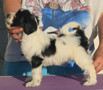 Tibeti terrier - Leroy