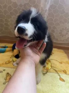 Border Collie - Dazzling Borders Addicted To You 