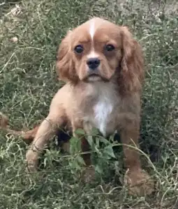 Cavalier King Čarles Španiel - Leo (volt Dancy)