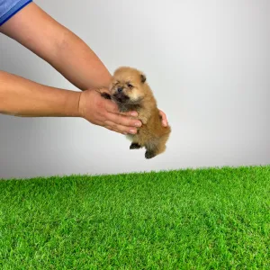 German Pomeranian Spitz - Point