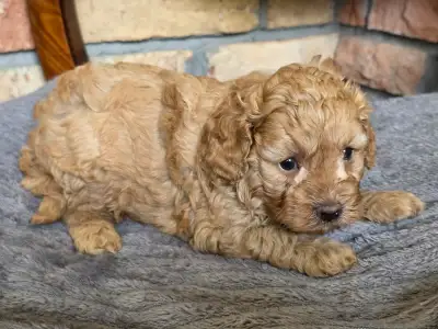 Cavapoo - Toffee
