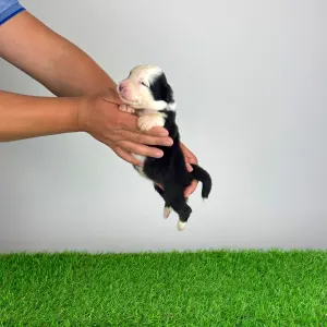 Australian Shepherd - Gamma