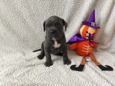 Cane Corso Italiano - Forza Di Diavolo Debbie