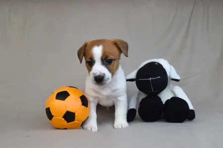 Jack Russell Terrier - Sancho