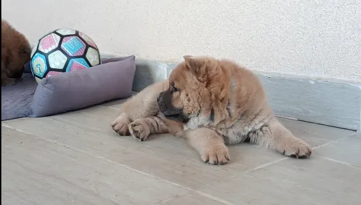 Chow Chow - La Casa De Chow Klaudius