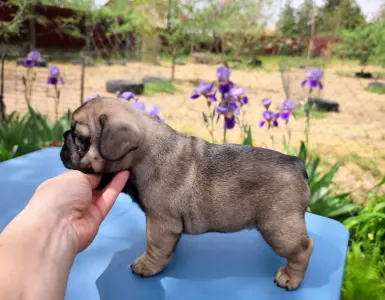 Buldog francuski - William