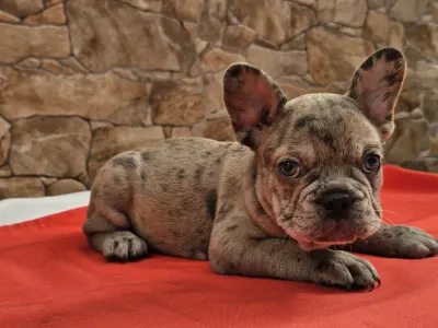 Francuski buldog - Dante