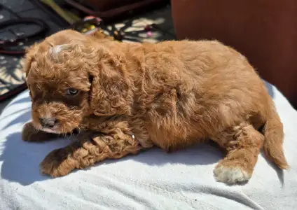 Cavapoo - Artheon