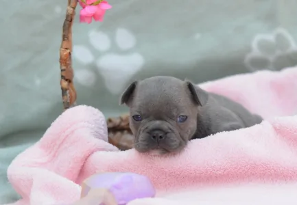 Французский бульдог - Milady