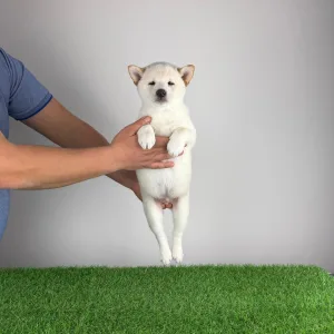 Shiba Inu - Mitsuaki