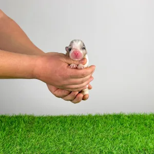 Berger australien - Clou