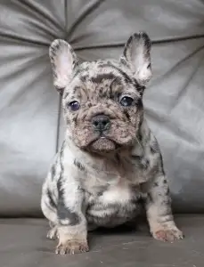 Francia bulldog - Willow 