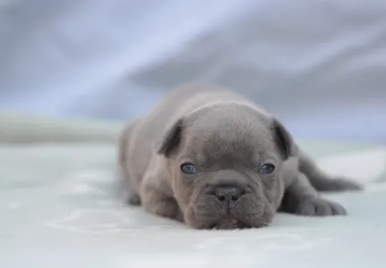 Französische Bulldogge - Monty