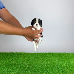 Cavalier King Charles Spaniel - Selina