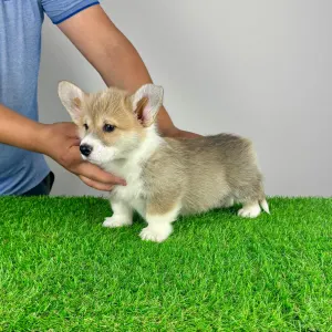 Welsh Corgi Pembroke - Ryky