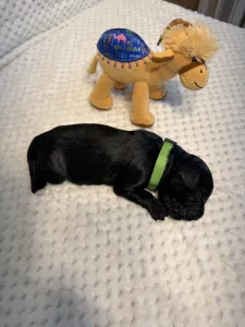 Portugalský vodní pes - Brandon