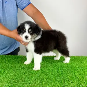 Australian Shepherd - Harron