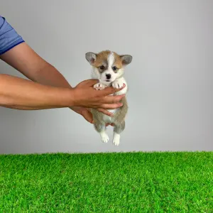 Corgi galez Pembroke - Penny