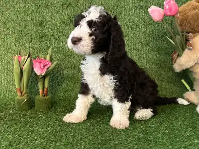 Spanyol vízikutya - Babar