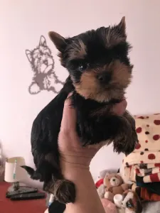 Yorkshire Terrier - Nano