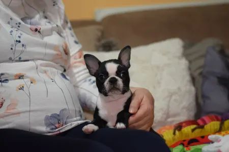 Boston Terrier - Villám ( Blitzen )