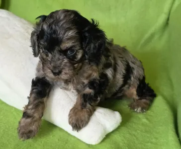 Cavapoo - Max