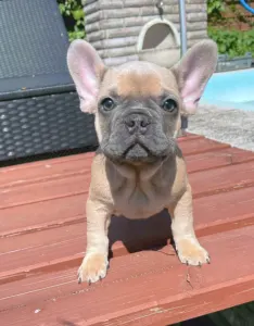 Французский бульдог - Ben