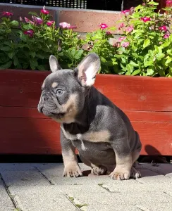 Französische Bulldogge - Forest
