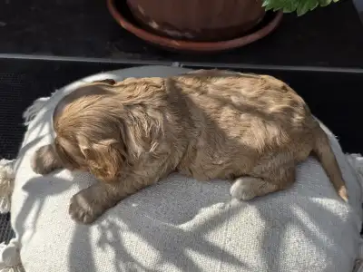 Cavapoo - Bobek