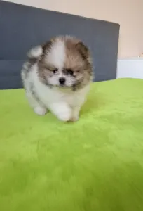 German Pomeranian Spitz - Panda 