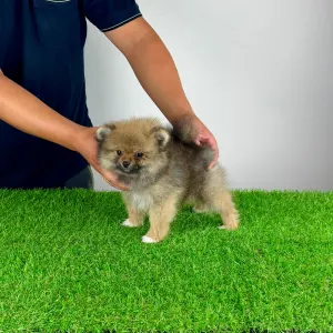 Pomeranian - Neely