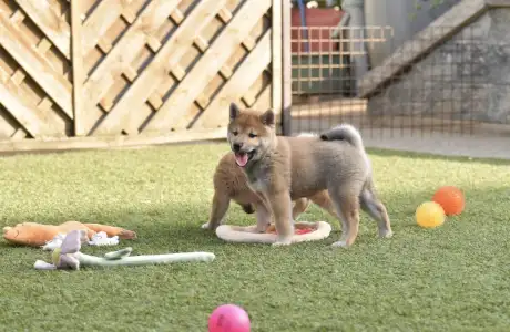 Shiba - Bravados Iria
