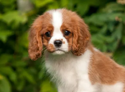 Cavalier King Čarles Španiel - Erdőszéli Ezüstcsillag