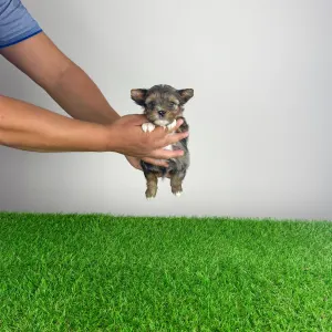 Yorkshire Terrier - Barry