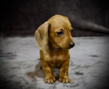 Dackel - Elegant Edition Hug Me Strongly