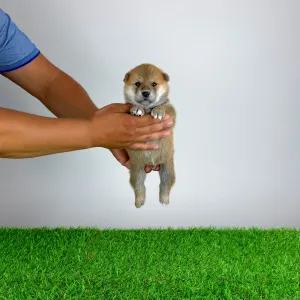 Shiba - Taiyo