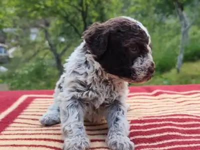 Lagotto Romanjolo - Dingo Royal Town Of Bobovac 