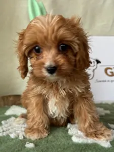 Cavapoo - Mangó
