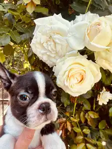 Boston Terrier - Carlos