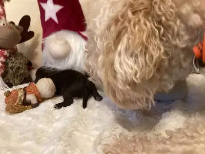 Romagna Water Dog - Buksi