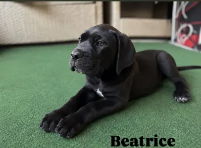 Cane Corso - Beatrice